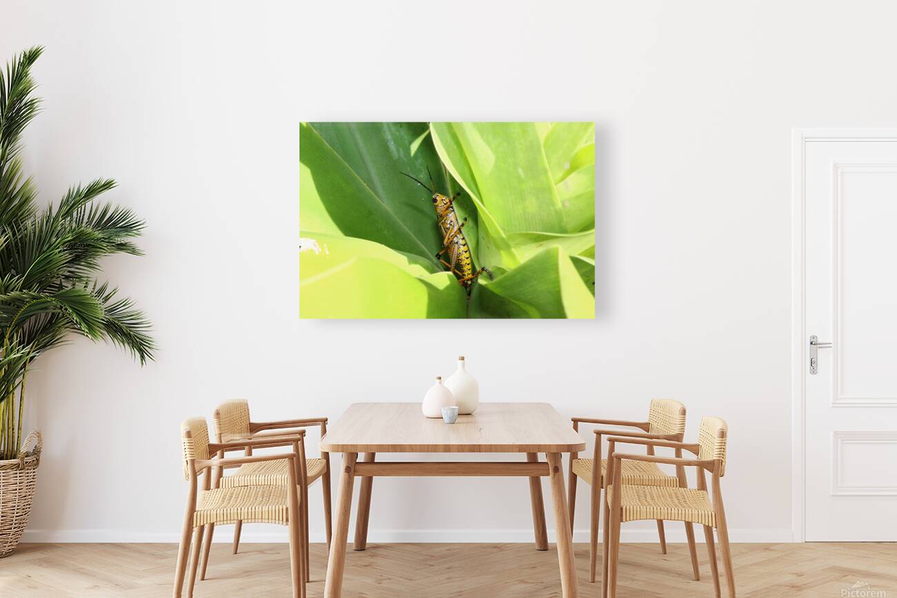 Hiding Grasshopper II Reproduction