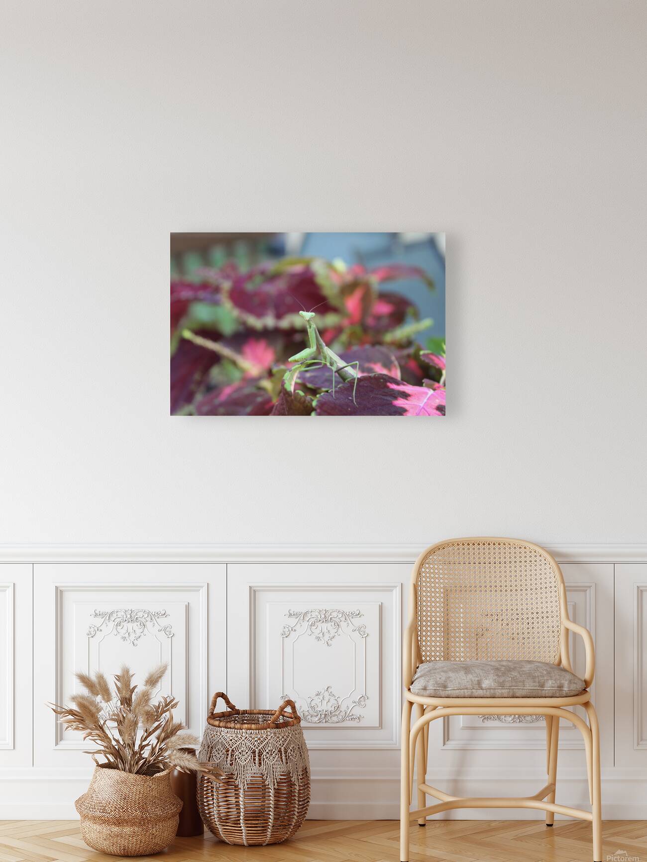 Posing Praying Mantis Reproduction