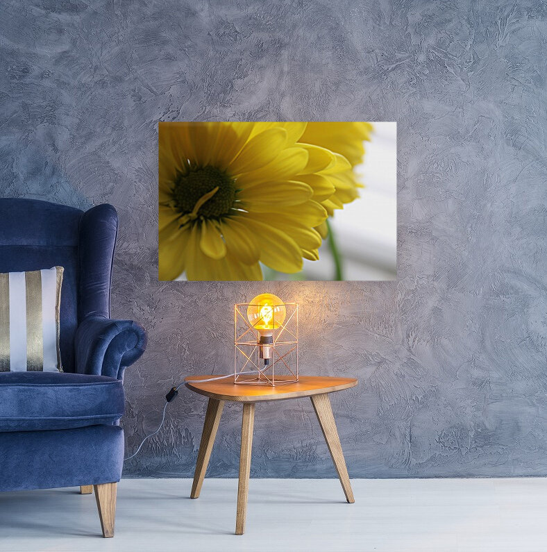 Darling Daisys Reproduction
