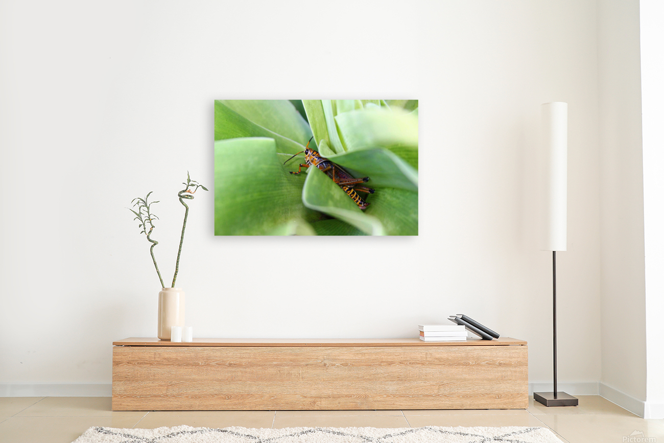 Hiding Grasshopper Reproduction