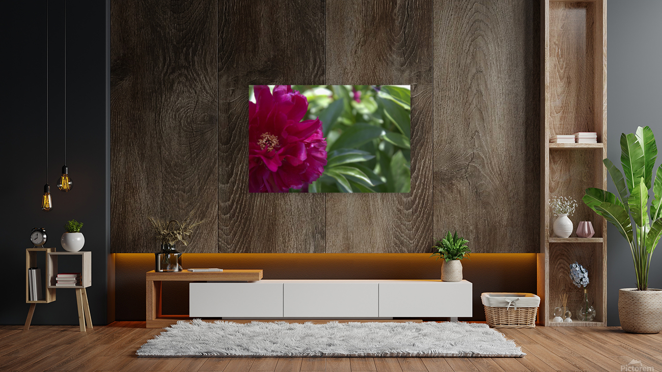 Pretty Pleasing Peony  Reproduction