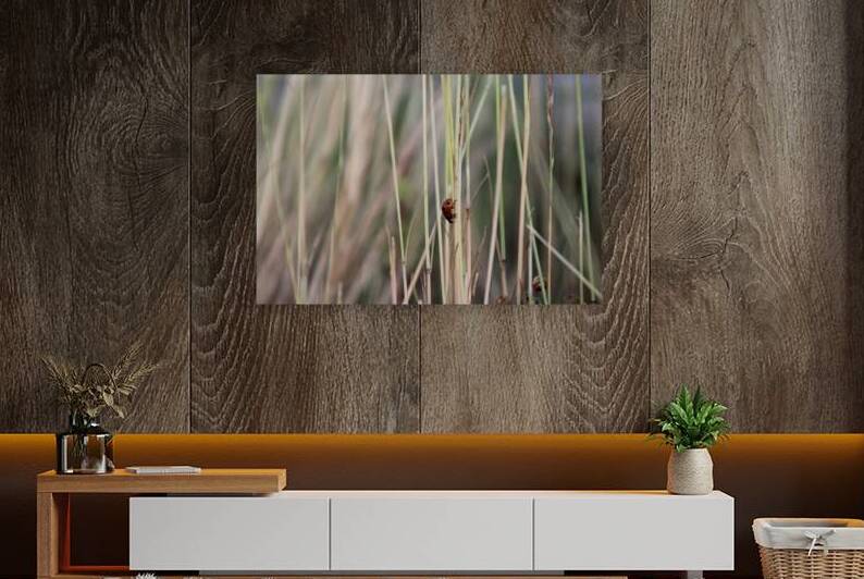 Lonesome Ladybug  by Nina Haman Art Photography