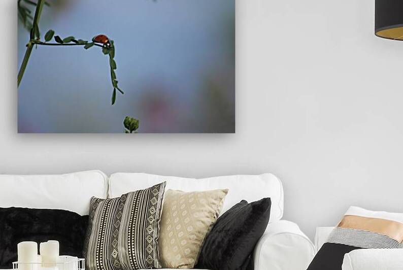 Lonesome Ladybug by Nina Haman Art Photography