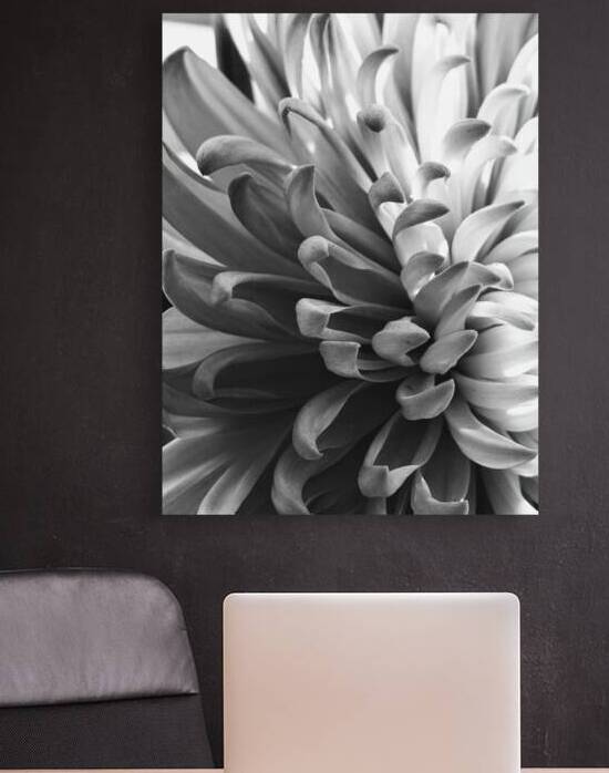 B&W Million Dollar Mum by Nina Haman Art Photography