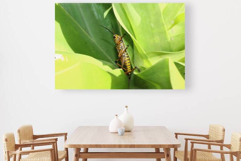 Hiding Grasshopper II by Nina Haman Art Photography