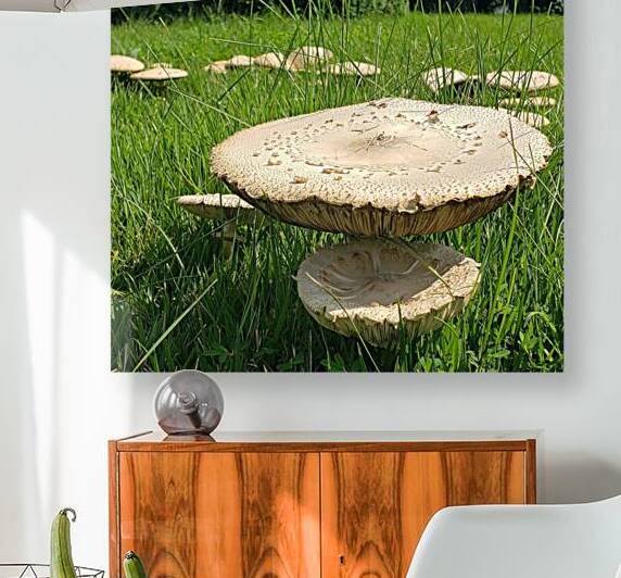 Fungi or a Fun-gal by Nina Haman Art Photography