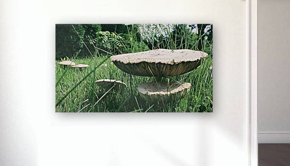 Fungi or a Fun-gal II by Nina Haman Art Photography