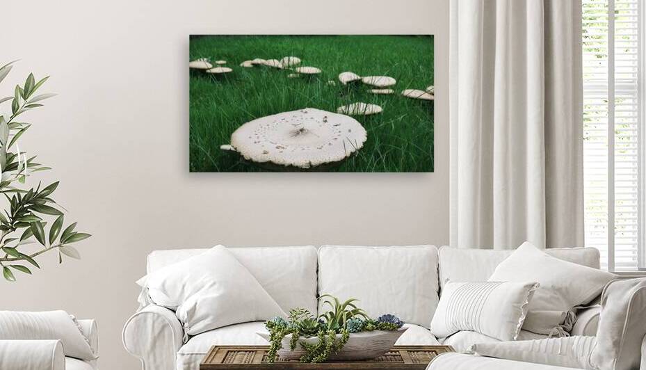 Fungi or a Fun-gal III by Nina Haman Art Photography
