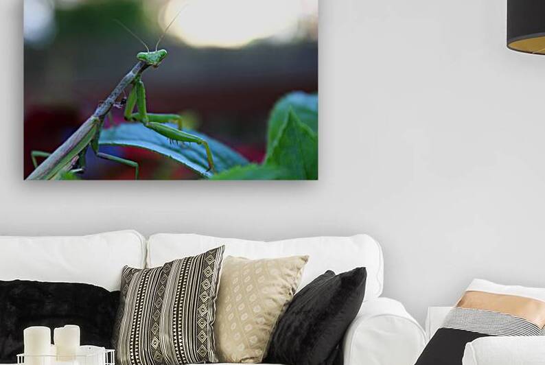 Posing Praying Mantis II by Nina Haman Art Photography