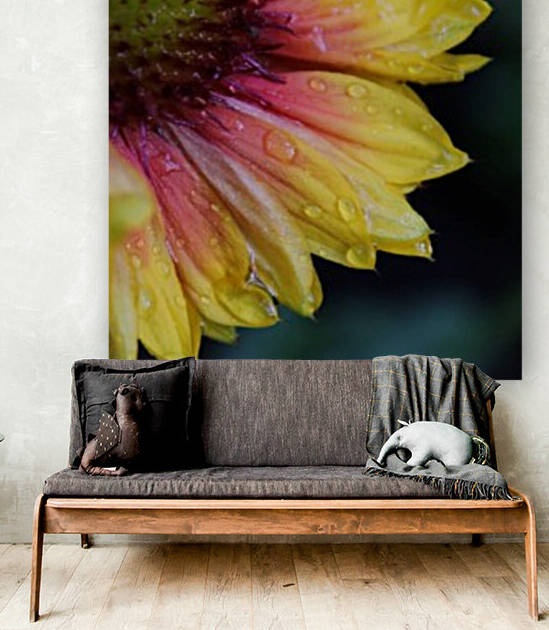 Hydrated Petals by Nina Haman Art Photography