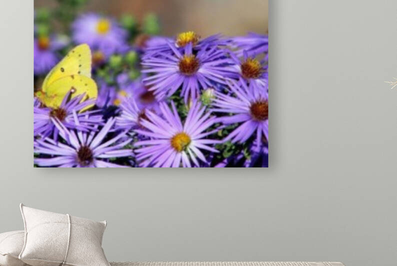 Lavender Lovelies  Reproduction