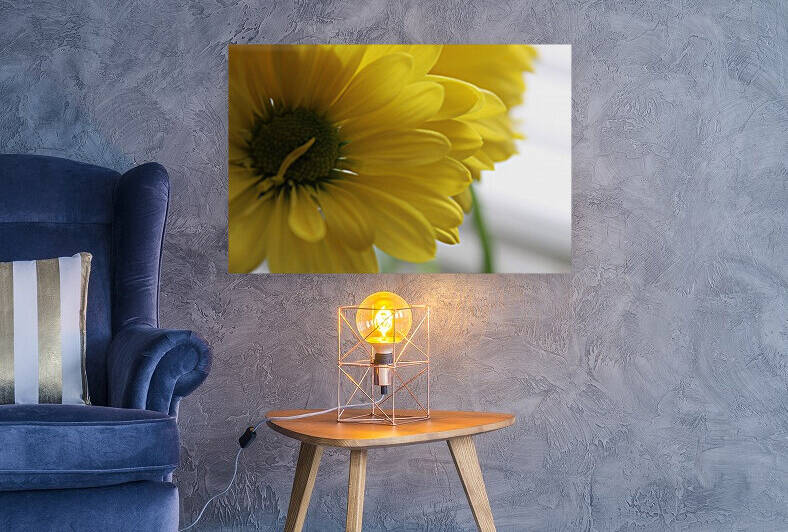 Darling Daisys by Nina Haman Art Photography