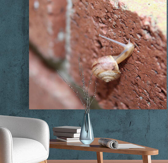 Snail Scaling The Wall by Nina Haman Art Photography