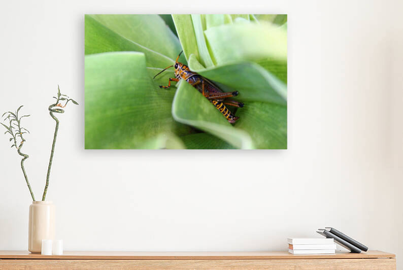 Hiding Grasshopper by Nina Haman Art Photography