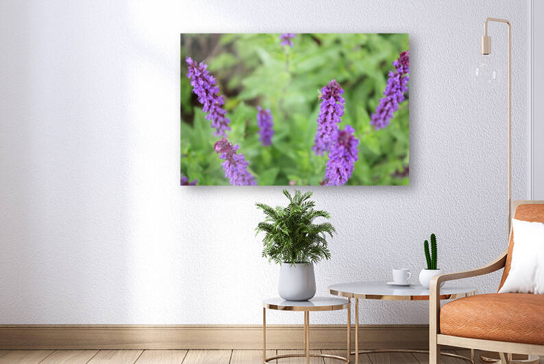 Hoverfly on Sage by Nina Haman Art Photography