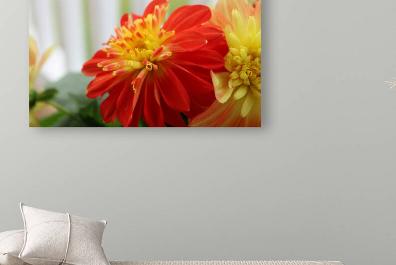 Fireball Flower II by Nina Haman Art Photography