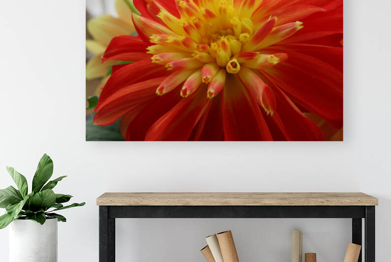 Fireball Flower by Nina Haman Art Photography
