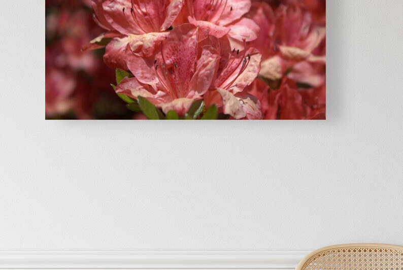 Azaleas I by Nina Haman Art Photography