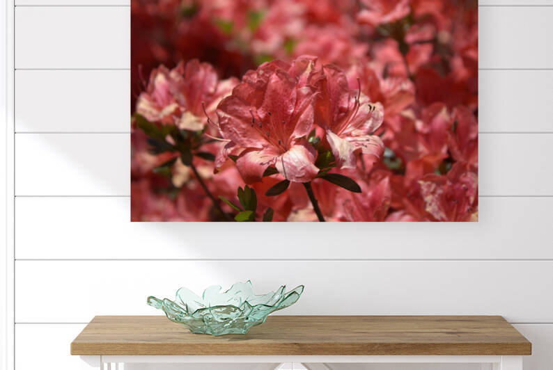 Azaleas II by Nina Haman Art Photography
