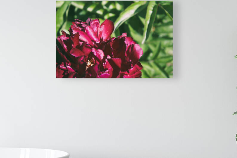 Pretty Pleasing Peonies II by Nina Haman Art Photography