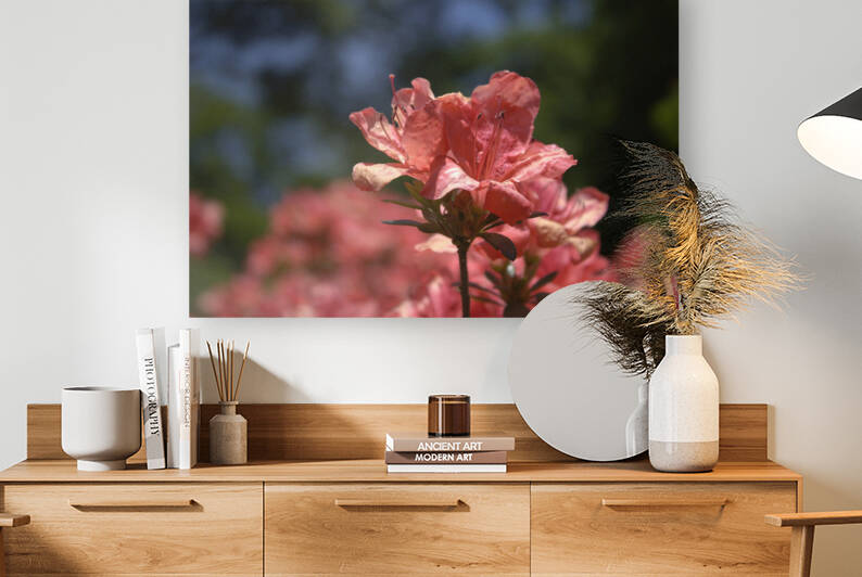 Azalea Above All by Nina Haman Art Photography