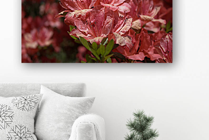 Azaleas III by Nina Haman Art Photography