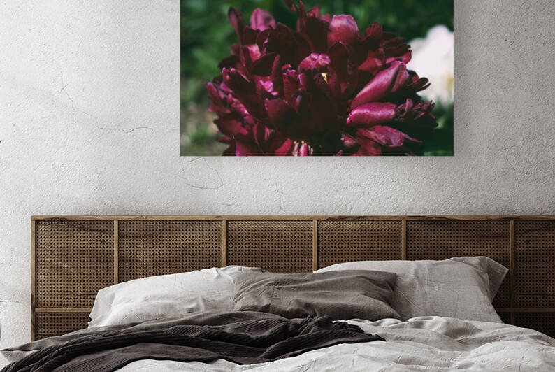Pretty Pleasing Peonies I by Nina Haman Art Photography