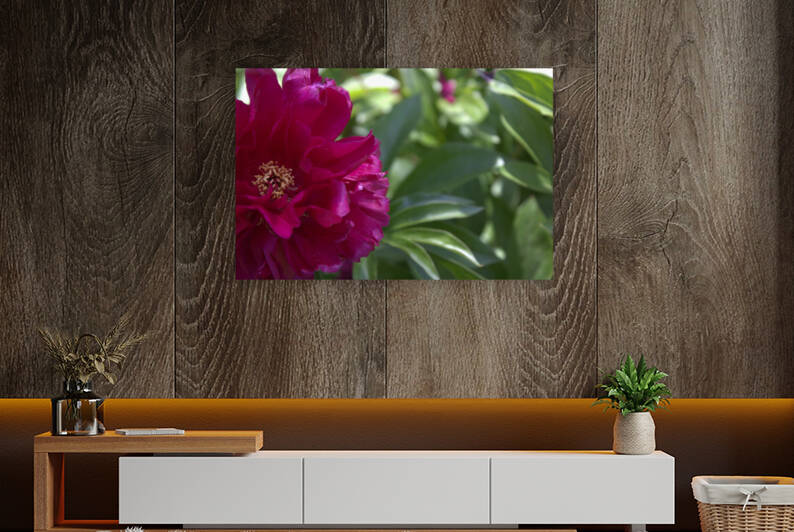 Pretty Pleasing Peony  by Nina Haman Art Photography