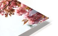 Springtime Cherry Blossoms HD Metal print