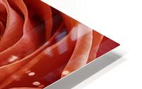 Resilient Rose HD Metal print