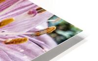 Lilies for Days HD Metal print