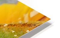Hello Sunshine HD Metal print