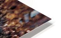 Flower Conversations HD Metal print