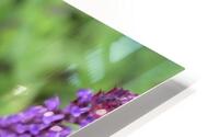 Hoverfly on Sage HD Metal print