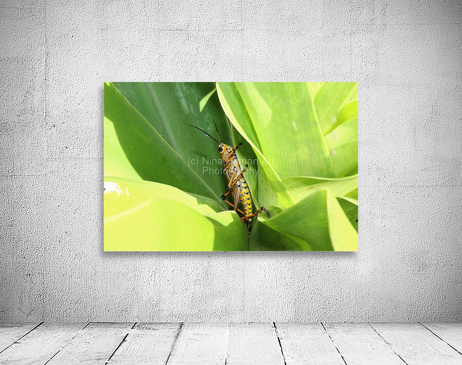 Hiding Grasshopper II Wall Preview
