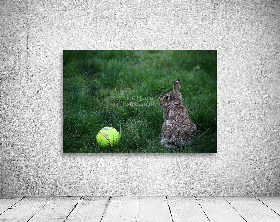 Softball Bunny Wall Preview