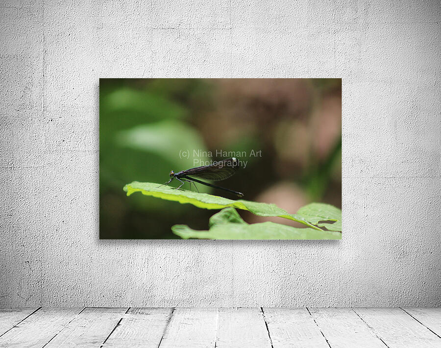 Daring Damselfly Wall Preview