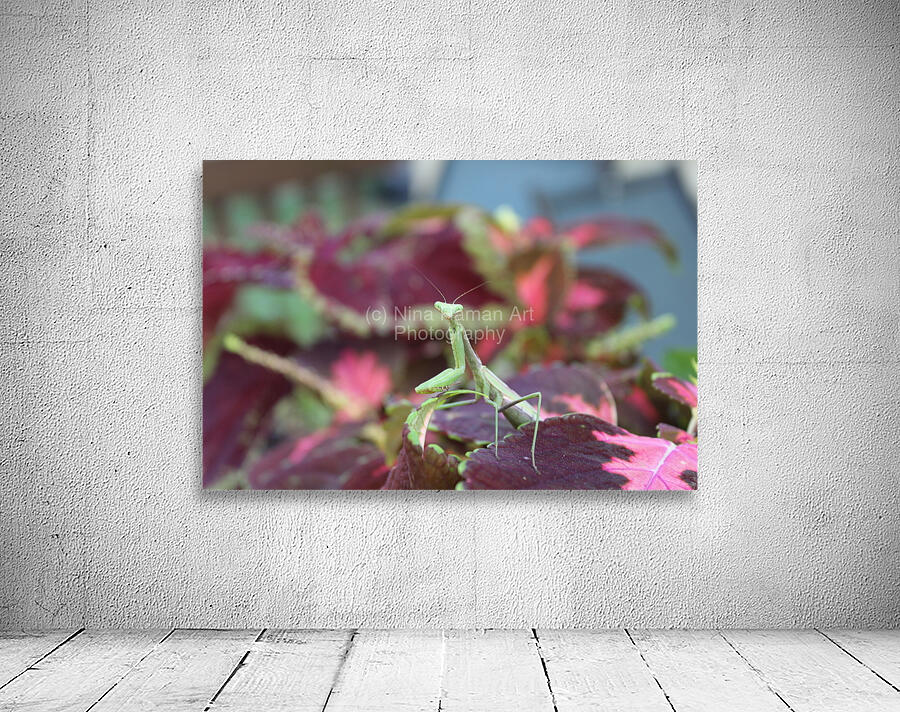 Posing Praying Mantis Wall Preview