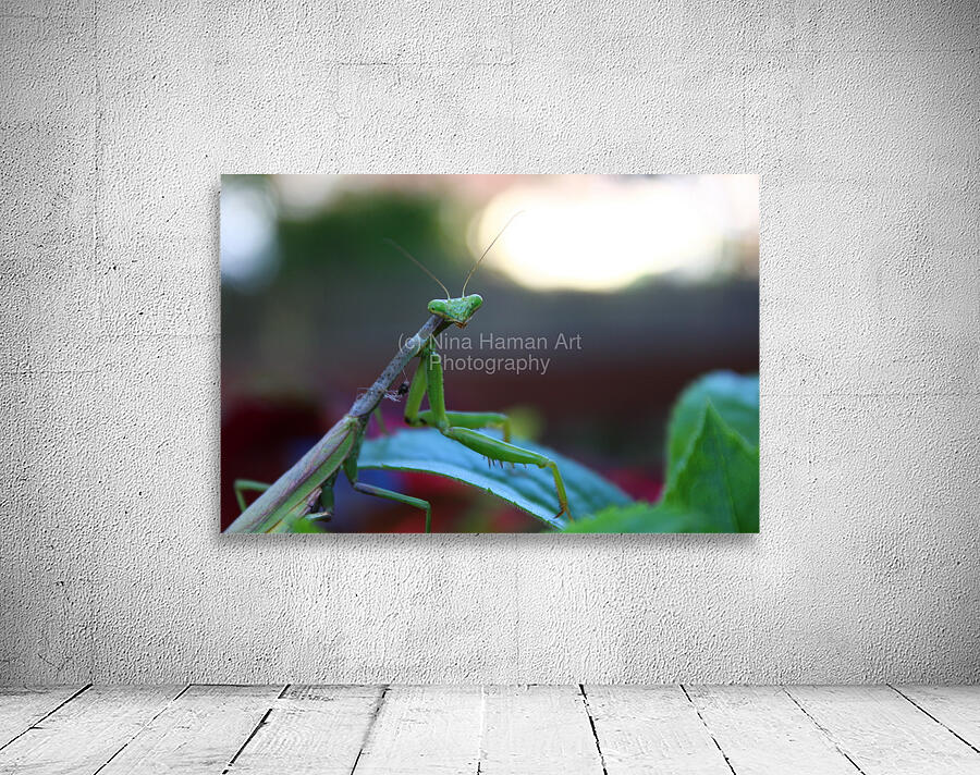 Posing Praying Mantis II Wall Preview