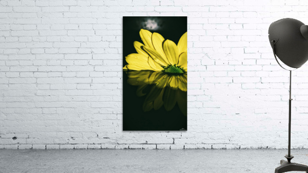 Dipping Daisy Wall Preview