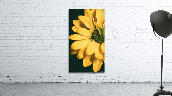 Lazy Daisy Wall Preview