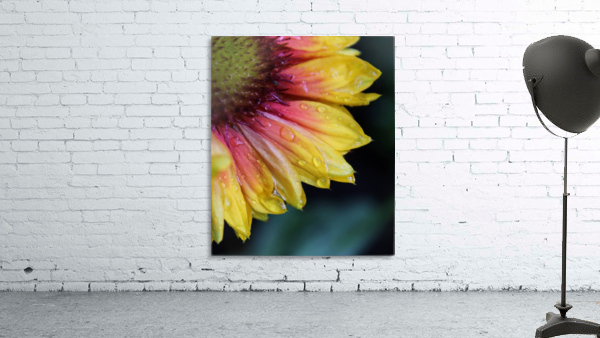 Hydrated Petals Wall Preview