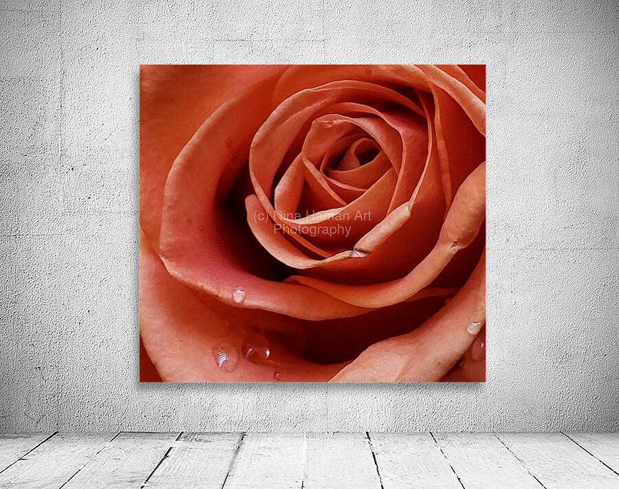 Resilient Rose Wall Preview
