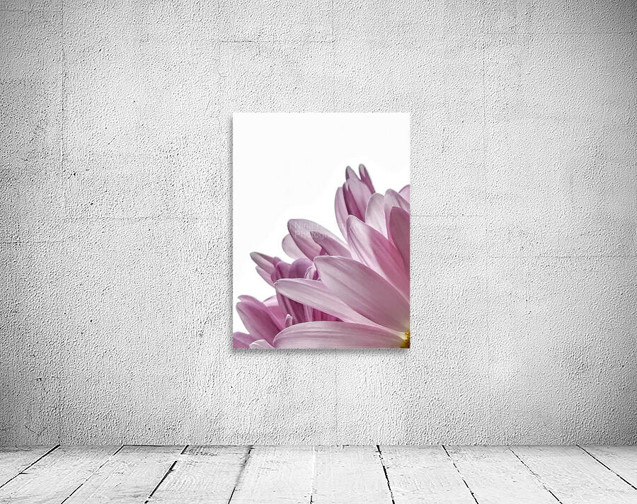 Passion For Pink Wall Preview