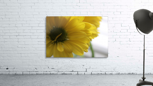 Darling Daisys Wall Preview