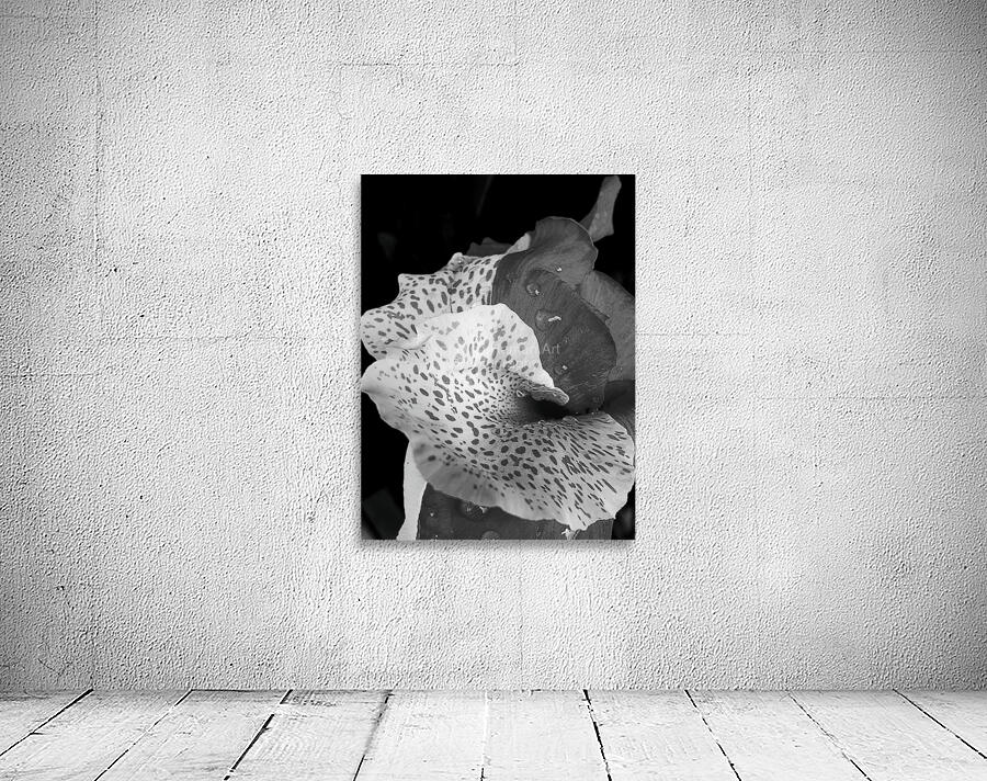 Canna Hybrid Wall Preview