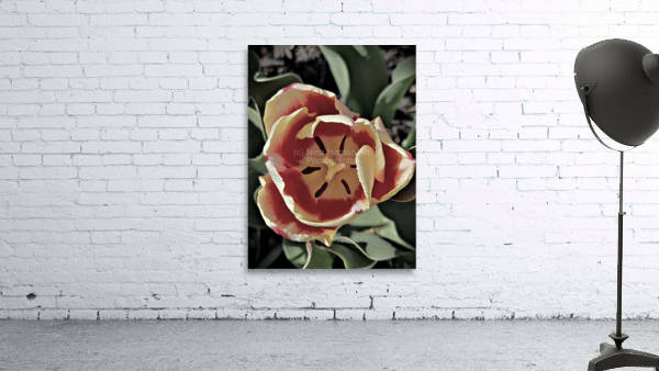Hello Spring Tulip Wall Preview
