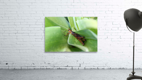 Hiding Grasshopper Wall Preview