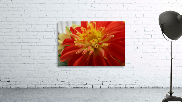 Fireball Flower Wall Preview