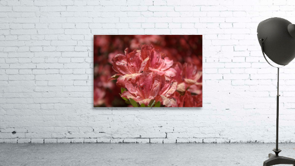 Azaleas I Wall Preview